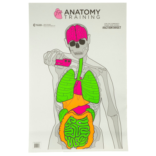 Action Target Anatomy Training Target, Multi Color, 23"x35", 100 Per Box