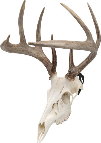 Allen EZ Mount Skull PEG 3-PACK Deer/antelope